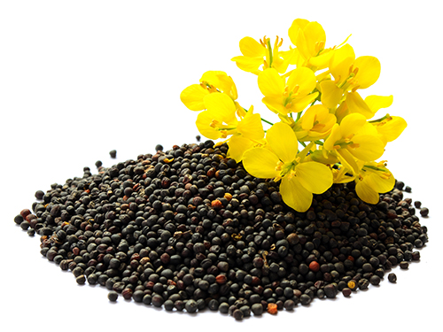 Rapeseed